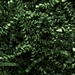10 lb. Forest Green Crinkle Paper - CP10D