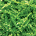 40 lb. Lime Crinkle Paper 1/Cs - CP40N