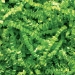 10 lb. Lime Crinkle Paper - CP10N