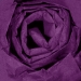 20 x 30 PLUM COLORED WRAPPING TISSUE 480SH/Cs - T2030B
