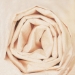20 x 30 VANILLA COLORED WRAPPING TISSUE 480SH/Cs - T2030E