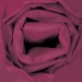 20 x 30 CABERNET COLORED WRAPPING TISSUE 480SH/Cs - T2030K