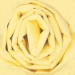 20 x 30 Yellow Gift Grade Tissue Paper 480/Cs - T2030U