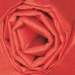 20 x 30 Mandarin Red Gift Grade Tissue Paper 480/Cs - T2030V