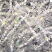 10 Lb. Iridescent Crinkle Paper - CPB10HH